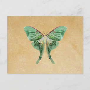 Luna Moth Post Card Postkarte