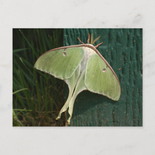Luna Moth Postcard. Postkarte