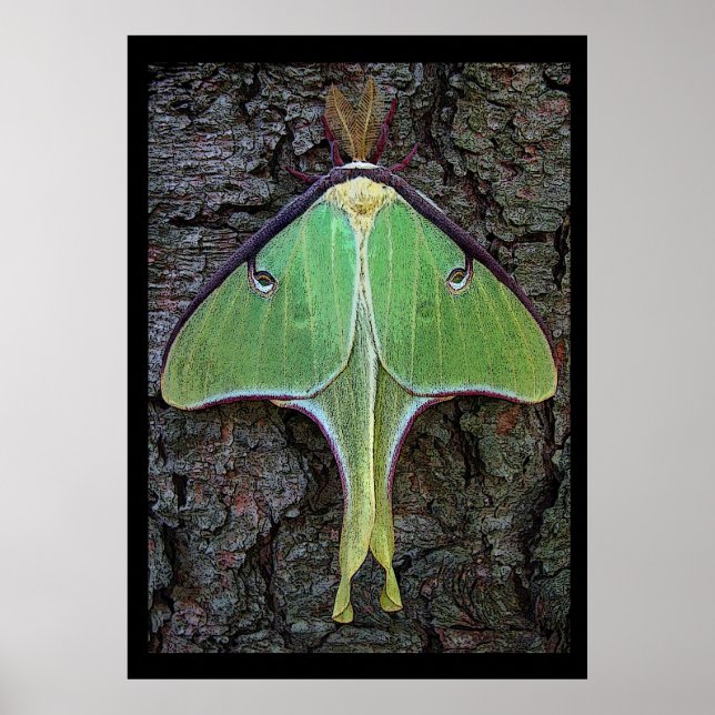 Luna Moth Poster (Vorne)