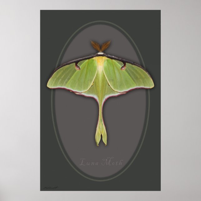 Luna Moth Poster -24x36 - andere Größen verfügbar (Vorne)