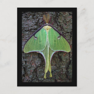 Luna Moth Postkarte