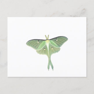 Luna Moth Postkarte
