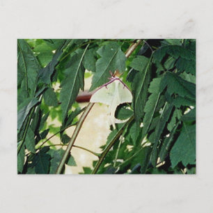 Luna Moth Postkarte