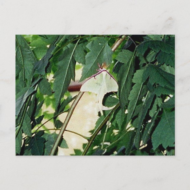 Luna Moth Postkarte (Vorderseite)