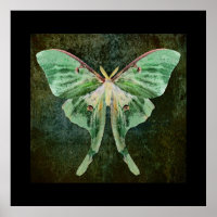 Luna Moth Print