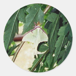 Luna Moth Runder Aufkleber