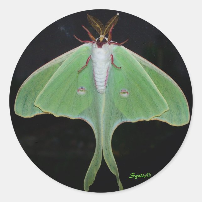 Luna Moth Sticker (Vorderseite)