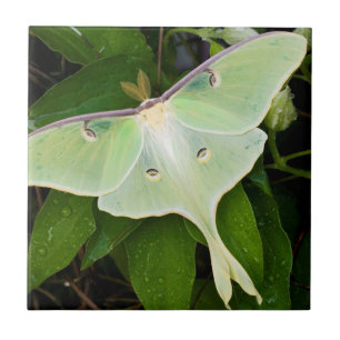 Luna-Motte auf Carnaby Clematis Fliese