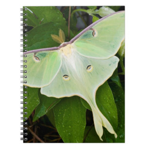 Luna-Motte auf Carnaby Clematis Notizblock