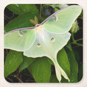 Luna-Motte auf Carnaby Clematis Rechteckiger Pappuntersetzer