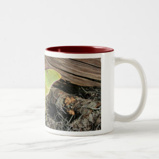 Luna-Motten-Kaffee-Tasse Zweifarbige Tasse