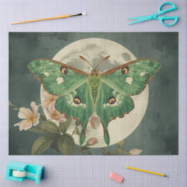 Luna-Motten-Konservatorium Seidenpapier
