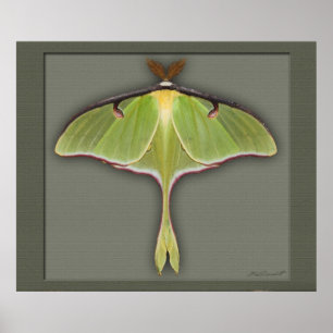 Luna Print -28x24 -andere Größen verfügbar Poster