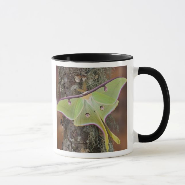 Luna-Seidenspinner Tasse (Rechts)