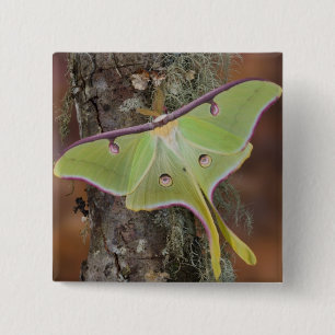 Luna Silk Moth Button