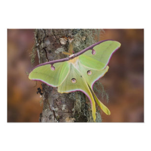 Luna Silk Moth Fotodruck