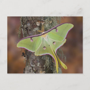 Luna Silk Moth Postkarte