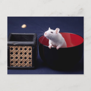 Luna Table Postcard Postkarte