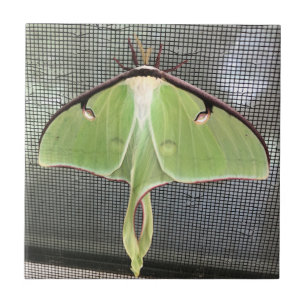 Lunar Moth Fliese