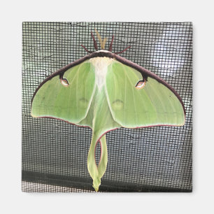 Lunar Moth Magnet
