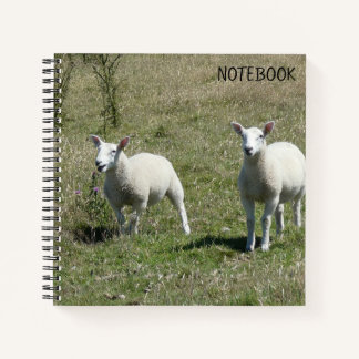 Lundy Island Lambs Notizbuch