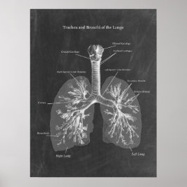 Lung Anatomy Trachea und Bronchi Poster