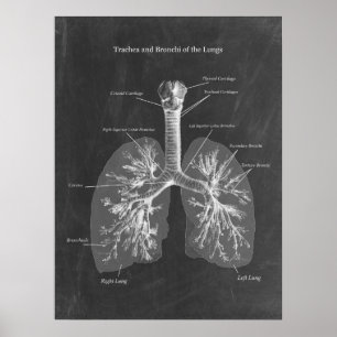 Lung Anatomy Trachea und Bronchi Poster