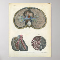 Lung Bronchi Vintag Anatomie Print
