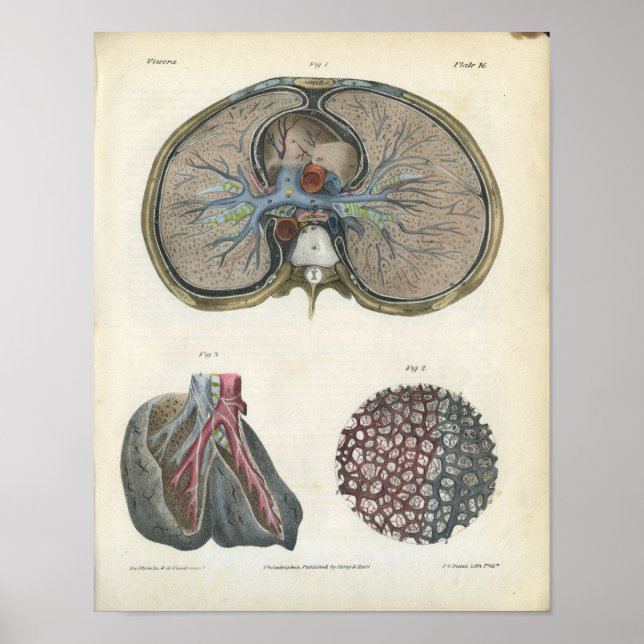 Lung Bronchi Vintag Anatomie Print Poster (Vorne)