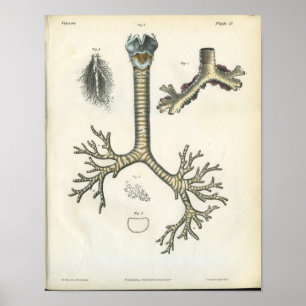 Lung Bronchi Vintage Anatomy Print Poster
