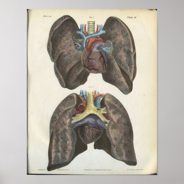 Lung Heart Vintag Anatomie Print Poster (Vorne)