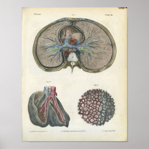 Lungen Bronchien Vintage Anatomie Druck Poster