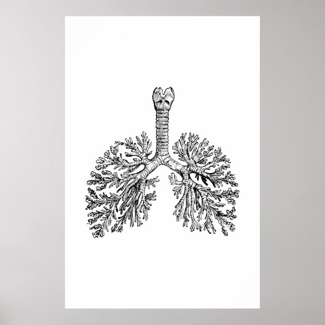 Lungenanatomie-Illustrationspopster Poster (Vorne)