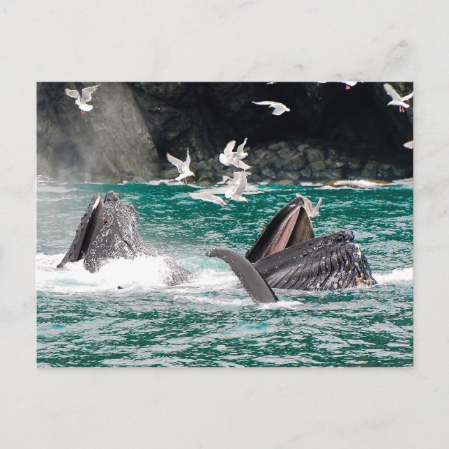 Lunging Humpback Wale Postkarte (Vorderseite)