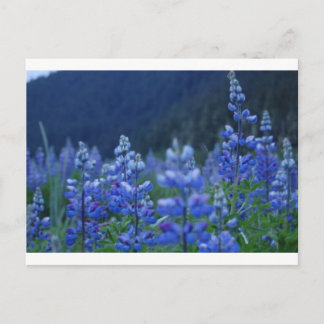 Lupenpostkarte Postkarte