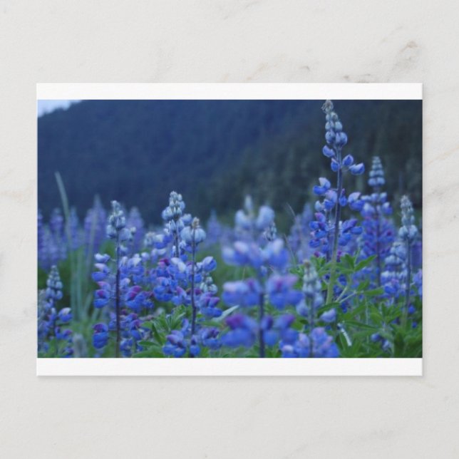 Lupenpostkarte Postkarte (Vorderseite)