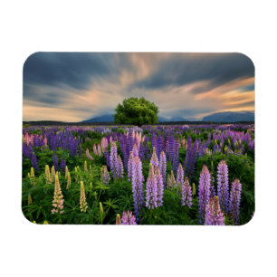Lupin Field in Neuseeland Magnet
