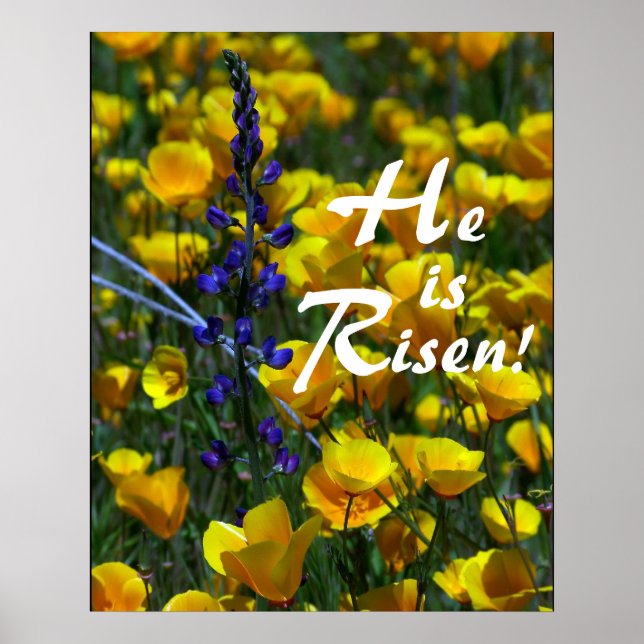 Lupin & Poppies Er ist Risen! Drucken Poster (Vorne)