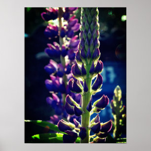 Lupina Foto Poster