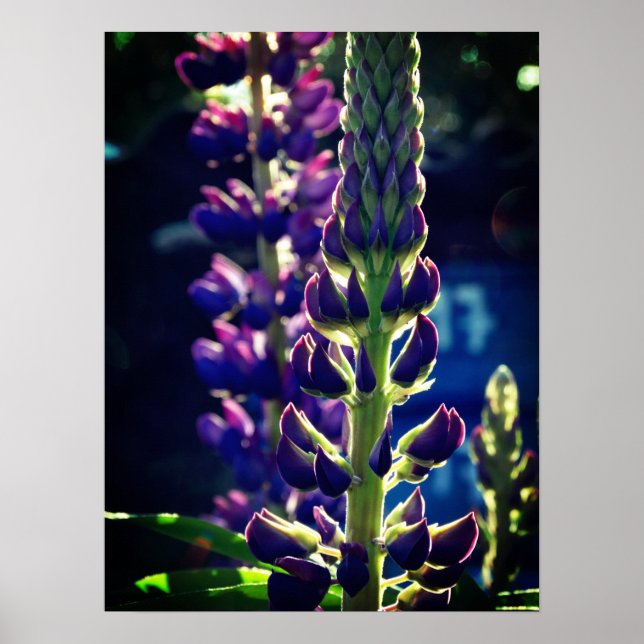 Lupina Foto Poster (Vorne)