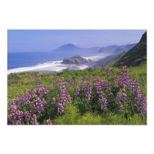 Lupinblüten und raue Küstenlinie entlang Fotodruck