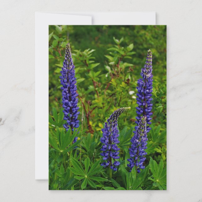 Lupine (Vorderseite)