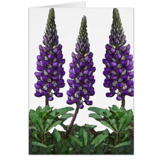 Lupine