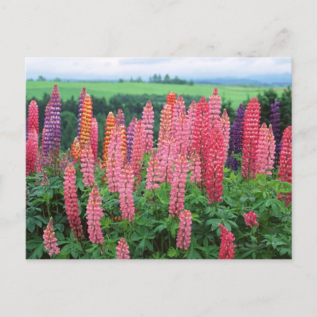 Lupine 2 postkarte (Vorderseite)