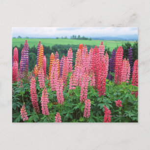 Lupine 2 postkarte