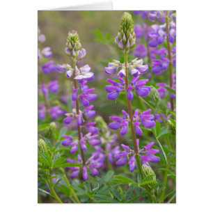 Lupine-Blume-Blindkarte
