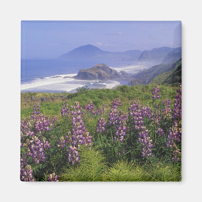 Lupine-Blume und raue Küste entlang Magnet (Vorne)