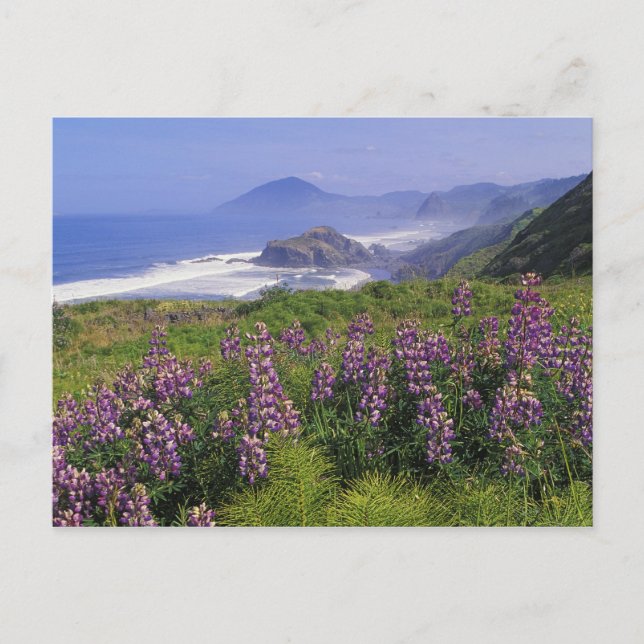Lupine-Blume und zerklüftete Küste entlang Postkarte (Vorderseite)