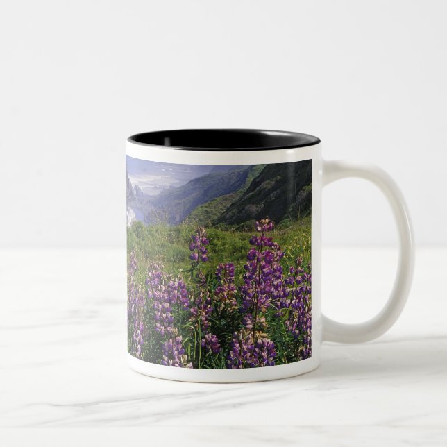 Lupine-Blume und zerklüftete Küste entlang Zweifarbige Tasse (Rechts)