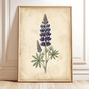 Lupine Botanische Vintage-Wandkunst Leinwanddruck Poster